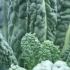 Chou frisé, Kale Lacinato, biologique, semence