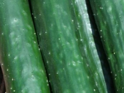 Concombre Libanais, Green finger, biologique, semence