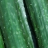 Concombre Libanais, Green finger, biologique, semence
