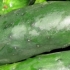 Concombre Marketmore, biologique, semence