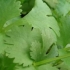 Coriandre Santos, biologique, semence