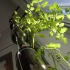Jardin en bouteilles, BioCité, fenêtre maraîchère, window farm, jardinage intérieur