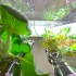 Jardin en bouteilles, BioCité, fenêtre maraîchère, window farm, jardinage intérieur
