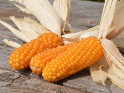 Maïs Tom Thumb Popcorn, biologique, semence