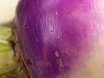 Navet blanc à collet violet, biologique, semence