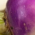 Navet blanc à collet violet, biologique, semence