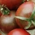 Tomate cerise Black Cherry, biologique, semence