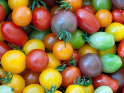 Tomate cerise, mélange à petits fruits, biologique, semence