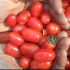 Tomate cerise, Red Pearl, biologique, semence