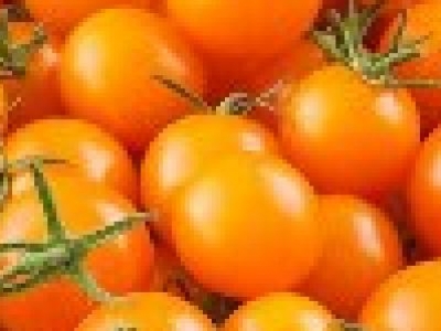 Tomate cerise, Sungold, biologique, semence