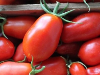 Tomate italienne San Marzano, biologique, semence