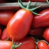 Tomate italienne San Marzano, biologique, semence