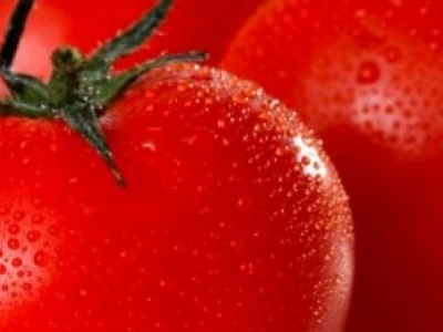Tomate standard Moskovich, biologique, semence