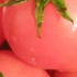 Tomate cerise, Sibérienne Rose, biologique, semence