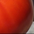 Tomate standard Siletz, biologique, semence