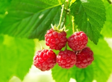 Framboise