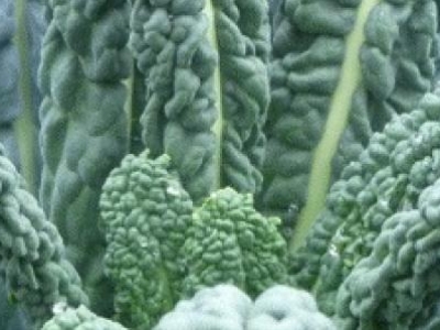 Chou frisé, Kale Lacinato, biologique, semence