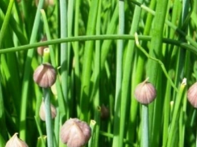 Ciboulette de jardin, biologique, semence