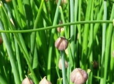 Ciboulette de jardin biologique