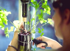 Jardin en bouteilles une colonne - Biocité