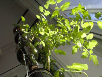 Jardin en bouteilles, BioCité, fenêtre maraîchère, window farm, jardinage intérieur