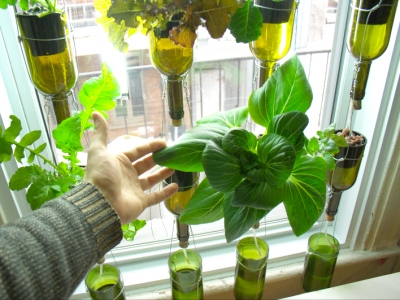 Jardin en bouteilles, BioCité, fenêtre maraîchère, window farm, jardinage intérieur