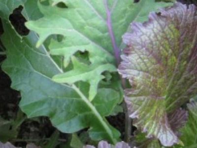 Mesclun de crucifères, biologique, semence