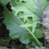 Mesclun de crucifères, biologique, semence