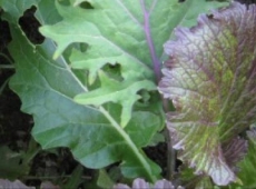 Mesclun de crucifères de luxe biologique