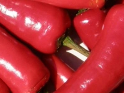 Piment Espelette, biologique, semence