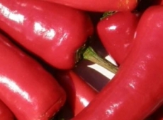 Piment Espelette biologique