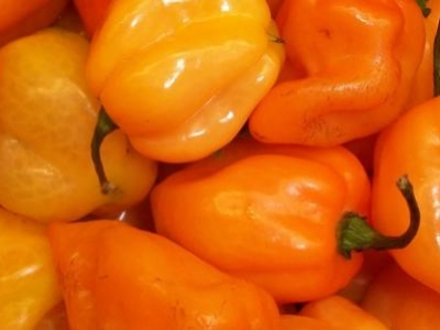 Piment habenero orange, biologique, semence