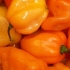 Piment habenero orange, biologique, semence