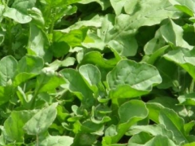 Roquette de jardin, biologique, semence