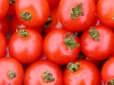 Tomate cerise Sub-Arctic, biologique, semence