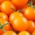 Tomate cerise, Sungold, biologique, semence