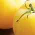 Tomate Garden Peach, biologique, semence