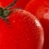 Tomate standard Moskovich, biologique, semence