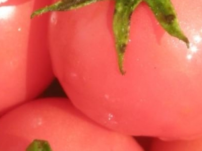 Tomate cerise, Sibérienne Rose, biologique, semence