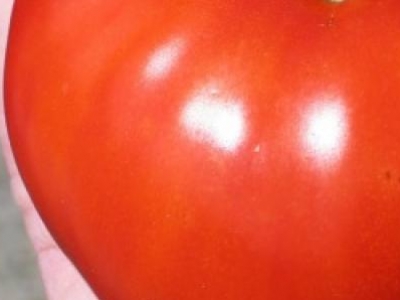 Tomate standard Siletz, biologique, semence