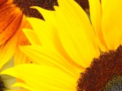 Tournesol d'ornement en mélange - Bio - Jardins de l'écoumène